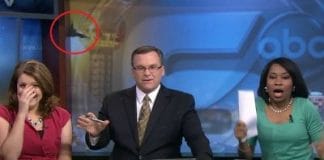 Watch a BAT dive-bomb news anchors live on air