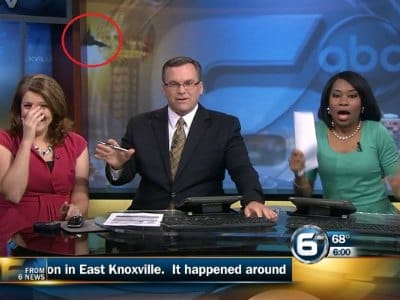 Watch a BAT dive-bomb news anchors live on air Watch a BAT dive-bomb news anchors live on air