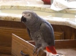 Alright: This bird thinks it is Matthew McConaughey