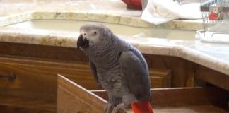 Alright: This bird thinks it is Matthew McConaughey