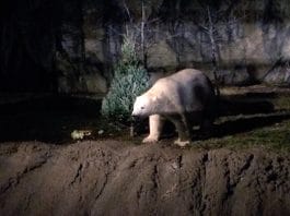 Brookfield Zoo Holiday Magic 2014: Planning A Visit