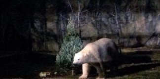 Brookfield Zoo Holiday Magic 2014: Planning A Visit