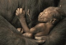 VIDEO: Baby gorilla born at the Brookfield Zoo