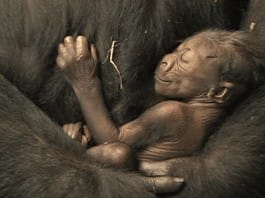 VIDEO: Baby gorilla born at the Brookfield Zoo