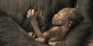 VIDEO: Baby gorilla born at the Brookfield Zoo