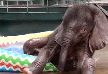 Baby elephant meets a kiddie pool for the first time