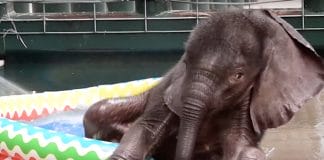 Baby elephant meets a kiddie pool for the first time