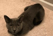 I love our cat…even if he’s plotting my demise