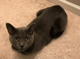 I love our cat…even if he’s plotting my demise