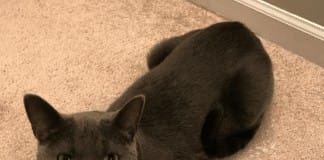 I love our cat…even if he’s plotting my demise