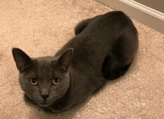 I love our cat…even if he’s plotting my demise