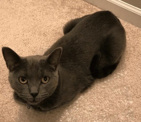 I love our cat…even if he’s plotting my demise