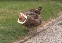 Stupid chicken can’t quite figure out how to eat bread crust