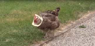 Stupid chicken can’t quite figure out how to eat bread crust
