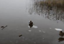 Duck lands on ice, slides into your heart