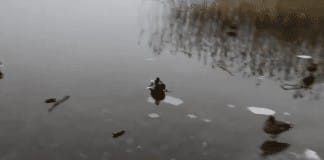 Duck lands on ice, slides into your heart