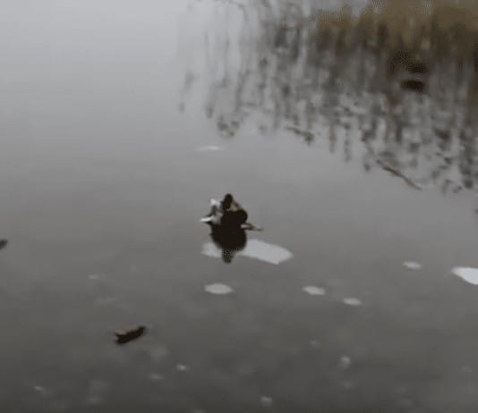 Duck lands on ice, slides into your heart