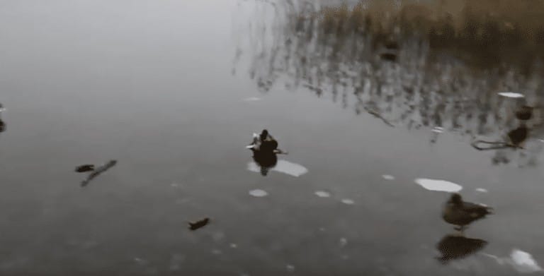 Duck lands on ice, slides into your heart