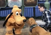Watch the moment a service dog meets Pluto at Disney World