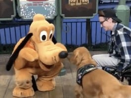 Watch the moment a service dog meets Pluto at Disney World