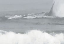 Beach volleyball practice is interrupted when a WHALE shows up