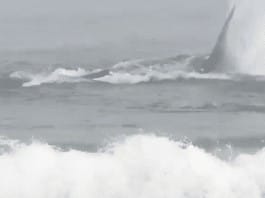 Beach volleyball practice is interrupted when a WHALE shows up