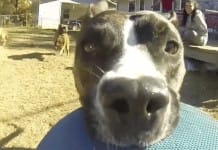 Dog takes GoPro and makes the best video ever
