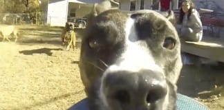 Dog takes GoPro and makes the best video ever