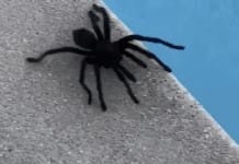 Nicole Kidman catches a GIANT SPIDER like it’s nbd