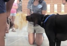 Columbia Fireflies host a DOGS EATING PEANUT BUTTER CONTEST
