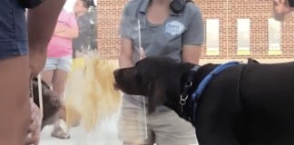 Columbia Fireflies host a DOGS EATING PEANUT BUTTER CONTEST