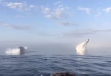 Incredible triple whale breach captured off Nova Scotia coast