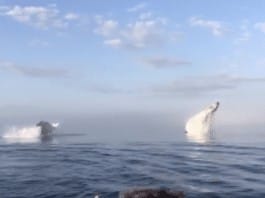 Incredible triple whale breach captured off Nova Scotia coast