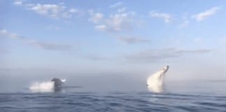 Incredible triple whale breach captured off Nova Scotia coast