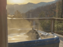 Watch a bear relax in a hot tub in the Great Smoky Mountains