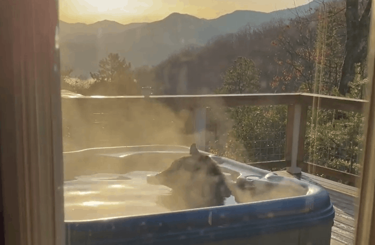 Watch a bear relax in a hot tub in the Great Smoky Mountains