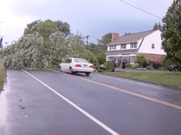 TV crew filming as driver crashes car into downed tree