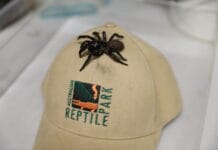 MEGASPIDER! Australian Reptile Park looking for mystery donor of massive funnel web spider