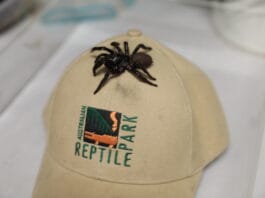 MEGASPIDER! Australian Reptile Park looking for mystery donor of massive funnel web spider
