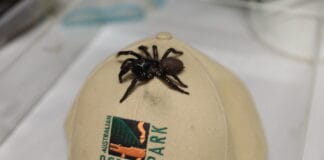 MEGASPIDER! Australian Reptile Park looking for mystery donor of massive funnel web spider