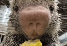 Here’s a video of a porcupine eating corn on the cob