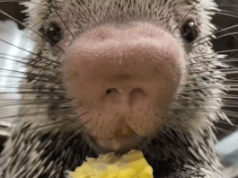 Here’s a video of a porcupine eating corn on the cob