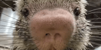 Here’s a video of a porcupine eating corn on the cob