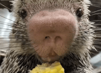 Here’s a video of a porcupine eating corn on the cob