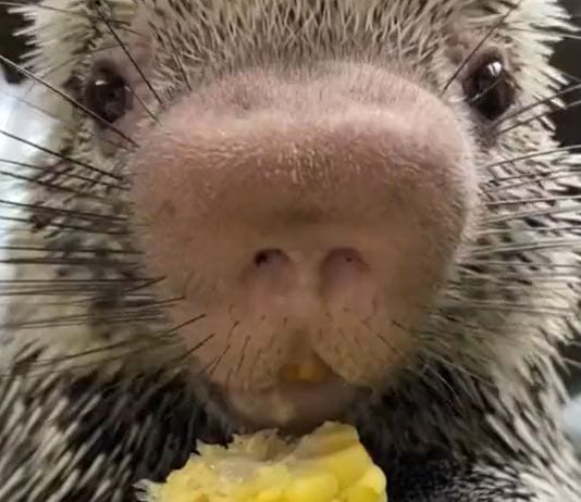 Here’s a video of a porcupine eating corn on the cob
