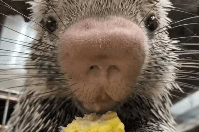 Here’s a video of a porcupine eating corn on the cob