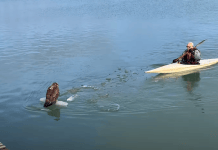 Bald eagle rescued from ice at Waukegan Harbor