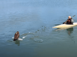 Bald eagle rescued from ice at Waukegan Harbor