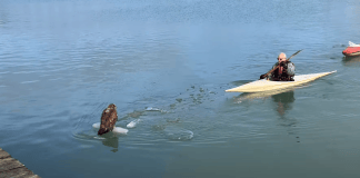 Bald eagle rescued from ice at Waukegan Harbor