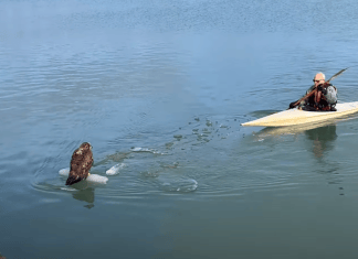 Bald eagle rescued from ice at Waukegan Harbor